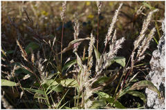 Spodiopogon rhizophorus